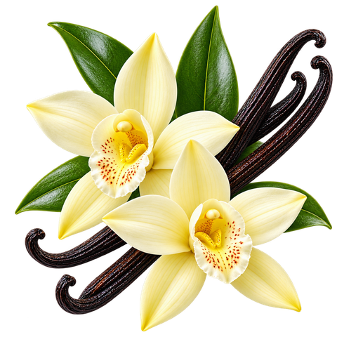 Vanilla Extract & Vanilla Paste Vanilla Extra